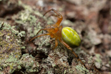 Orb weaver, Araniella proxima on bark, macro photo