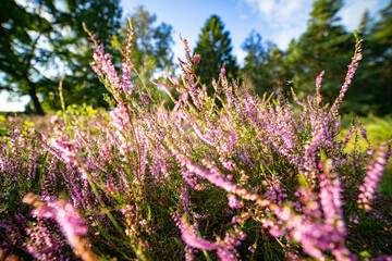 Obraz premium heath landscape in summerwith sunshine