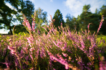 Obraz premium heath landscape in summerwith sunshine