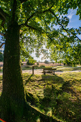 heath landscape in summerwith sunshine