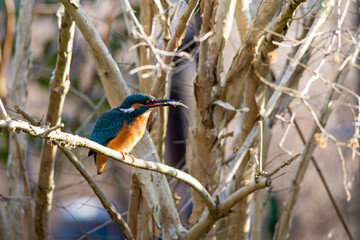 Eisvogel mit kleiner Groppe im Schnabel