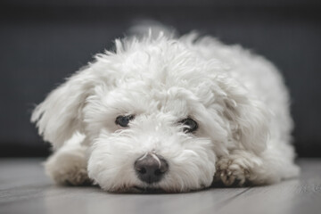 Happy purebred Bichon frise dog laying on the floor. Funny white puppy looking at the camera - obrazy, fototapety, plakaty