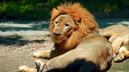 Males of wild African lions in the wild with a large mane lie on the ground during the day under the rays