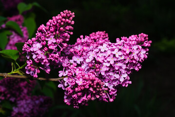 Lilac flowers backlit in the early morning