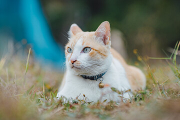 Naklejka na ściany i meble Cute orange cat at the backyard garden