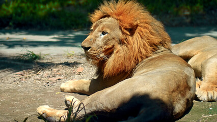 Males of wild African lions in the wild with a large mane lie on the ground during the day under the rays