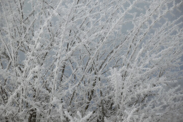 Frost