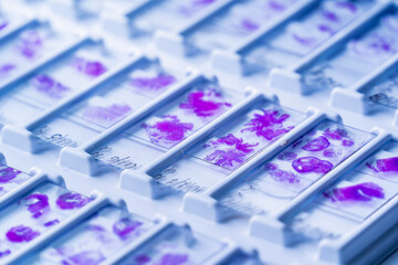 Rows of microscope glass slide in the cells