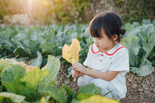 Little children play and exploring in the garden with thier planting sprout. Concept for eco friendly gardening and sustainable living by grow your own food at home.