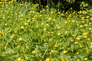 Group of yellow buttercup flowers with green leaves is in the summer forest