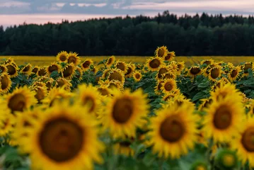 Poster Picture of beautiful yellow sunflowers in the evening. Blue sky with white and grey clouds, golden sun above horizon. © Nastassia