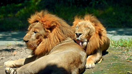 wild African lions in the wild with a large mane lie on the ground during the day under the rays of the sun and lick each other
