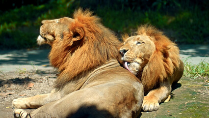 wild African lions in the wild with a large mane lie on the ground during the day under the rays of the sun and lick each other