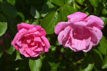 Close-Up Of Pink Roses.Bush of pink roses, summertime floral background