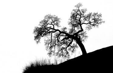 Oak tree with fence high key.