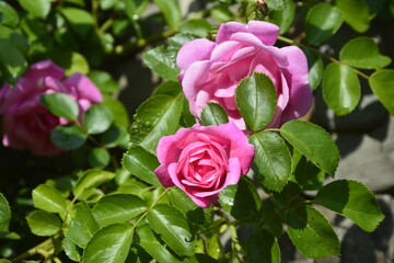Close-Up Of Pink Roses.Bush of pink roses, summertime floral background