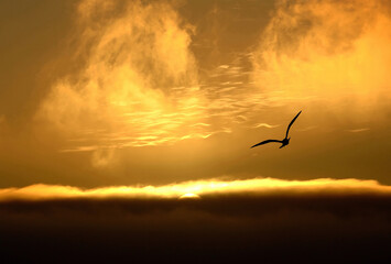Fototapeta na wymiar Seagull flying into sunset.