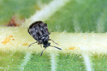 A small beetle of the Bruchinae family on a leaf. It is a seed pest of plants in the bean family Fabaceae 