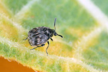 A small beetle of the Bruchinae family on a leaf. It is a seed pest of plants in the bean family Fabaceae 