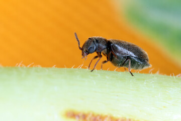 Lasioderma serricorne commonly known as the cigarette beetle, cigar beetle, or tobacco beetle is pest of tobacco dried herbs and many of others stored products
