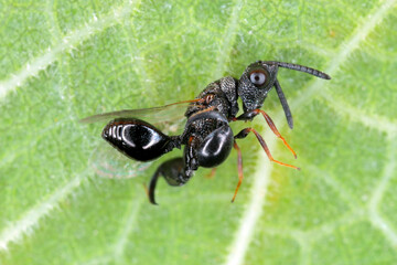 Parasitic wasp (Chalcidoidea) on a green leaf.
