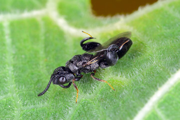 Parasitic wasp (Chalcidoidea) on a green leaf.