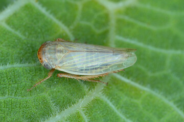 Tiny leafhopper from the family Cicadellidae on a leaf. - obrazy, fototapety, plakaty