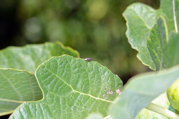Lime Seed Bugs (Oxycarenus lavaterae) na liściu figowca. It is an invasive species of bedbug in Europe.