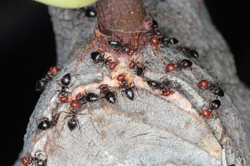 Close-up of a trio of red-headed ants (Crematogaster scutellaris) caring for scales - Coccidae on a fig tree in Croatia Europe.