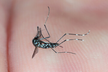 Close up Aedes albopictus, Stegomyia albopicta, in Asia as Tiger Mosquito, Forest Mosquito, One...