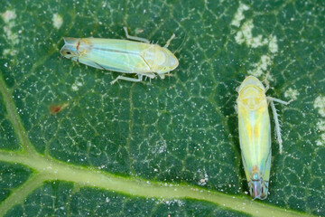 Zyginella pulchra - leafhopper (Cicadellidae) on a the smoketree or smoke bush - Cotinus leaf in garden. Visible damage from feeding of this insect - white spots.