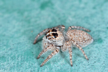 Super macro image of Jumping spider - Salticidae at high magnification.This wildlife spider from Croatia. Take image with macro equipment.