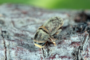 Bark beetle Carphoborus perrisi On pistachio bark. A pest of pistachio trees.