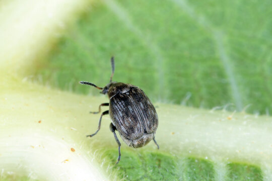 A small beetle of the Bruchinae family on a leaf. It is a seed pest of plants in the bean family Fabaceae 