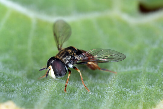 Syrphid Fly - Paragus bicolor. Syrphidae. On green leaf.