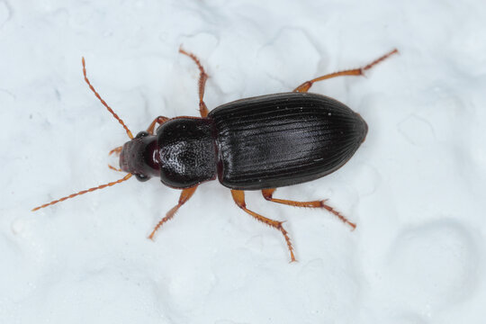 Macro image of a small ground beetle - Carabidae. Natural enemy of many pests in farmland environment