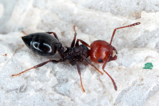 Close-up of a trio of red-headed ants (Crematogaster scutellaris) on a leaf on a building wall in Croatia Europe.