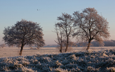 Winterlandschaft mit Weidefeldern und vereinzelten Bäumen und einem Wald im Hintergrund