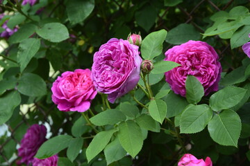 Close-Up Of Pink Roses.Bush of pink roses, summertime floral background