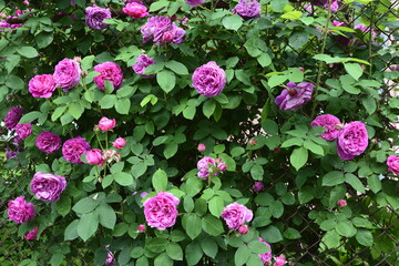 Close-Up Of Pink Roses.Bush of pink roses, summertime floral background