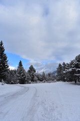 Alpen-Winter-Wald