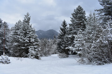 Alpen-Winter-Wald