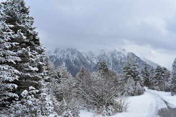 Alpen-Winter-Wald