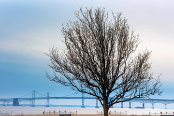 stark bare tree with blue skies and chesapeake bay bridge in background