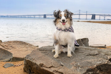 adorable mini aussie on rocks with chesapeake bay bridge in background - obrazy, fototapety, plakaty