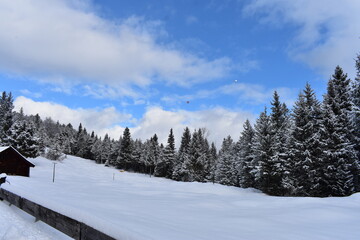 Obraz na płótnie Canvas Alpen-Winter-Wald