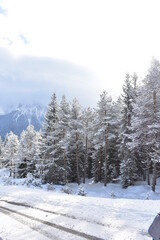 Obraz premium Alpen-Wälder-Winter