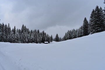 Alpen-Wälder-Winter