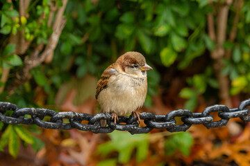 Sparrow on a chain