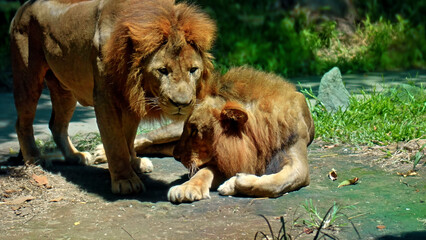 Naklejka premium Males of wild African lions in the wild with a large mane lie on the ground during the day under the rays